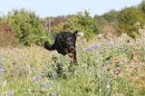 BEAUCERON 192